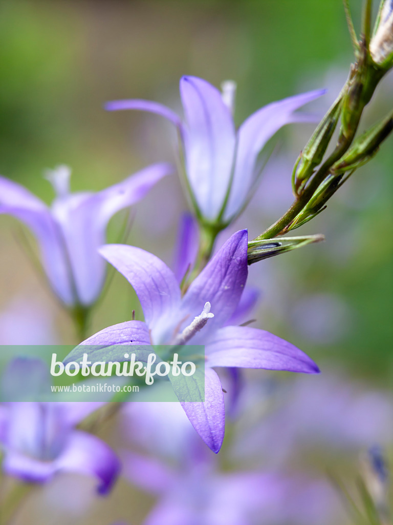 426316 - Rampion bellflower (Campanula rapunculus)