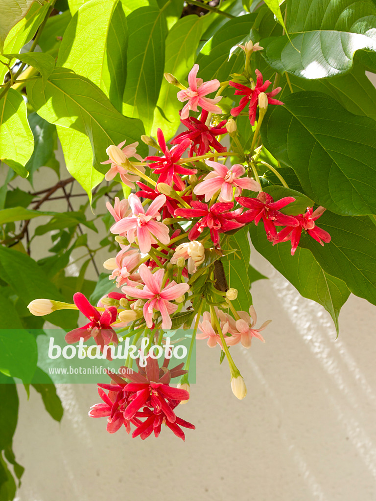 411023 - Rangoon creeper (Quisqualis indica)