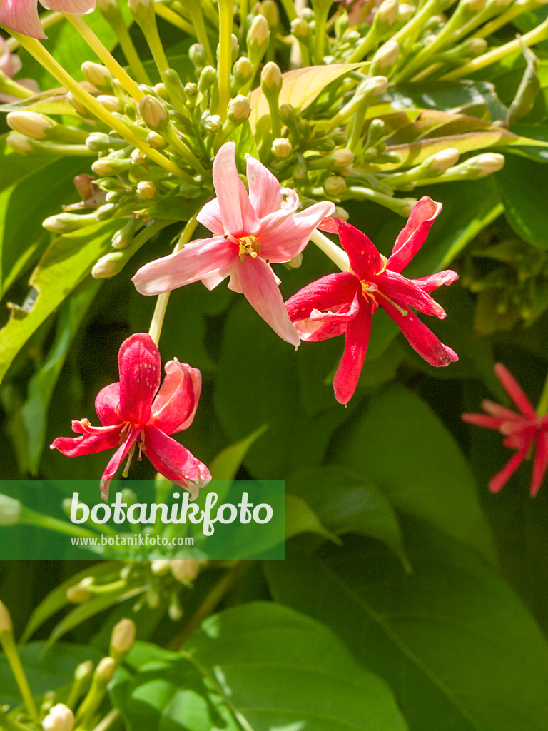 411024 - Rangoon creeper (Quisqualis indica)