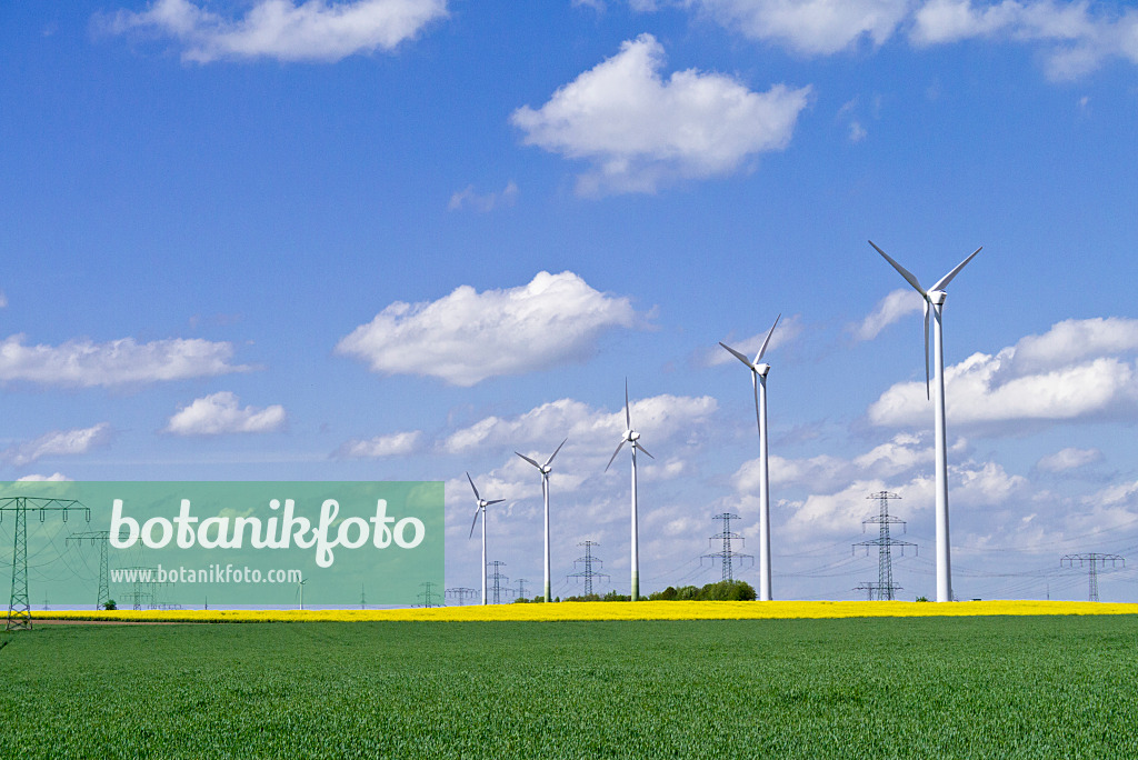 544057 - Rape (Brassica napus subsp. oleifera) with wind turbines and transmission towers, Germany