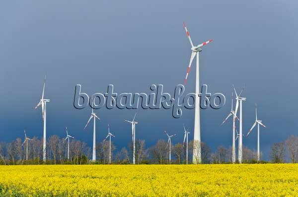 555128 - Rape (Brassica napus subsp. oleifera) with windmills