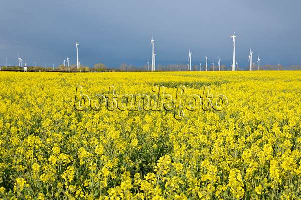 555129 - Rape (Brassica napus subsp. oleifera) with windmills