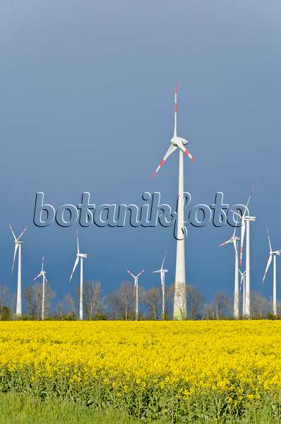 555131 - Rape (Brassica napus subsp. oleifera) with windmills