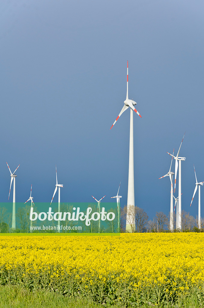 555131 - Rape (Brassica napus subsp. oleifera) with windmills