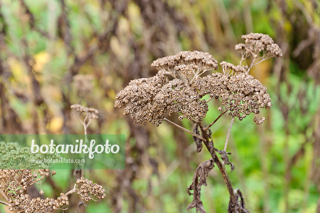 466021 - Rayed tansy (Tanacetum macrophyllum)