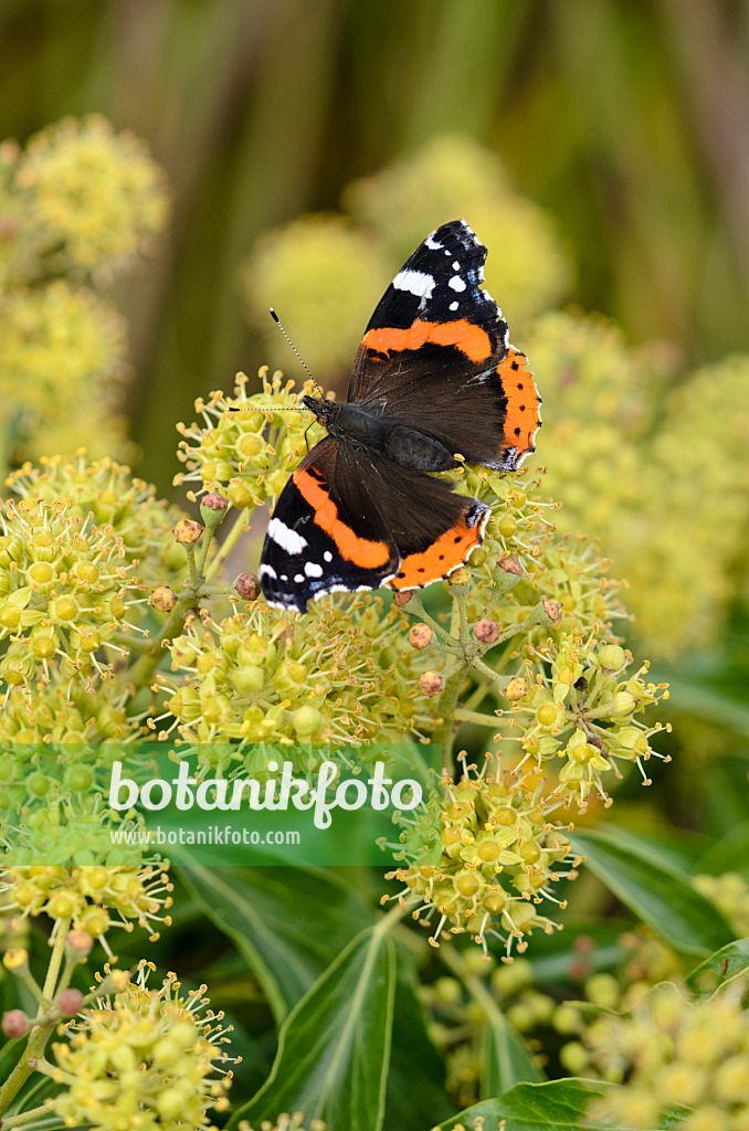 525025 - Red admiral (Vanessa atalanta) and common ivy (Hedera helix)