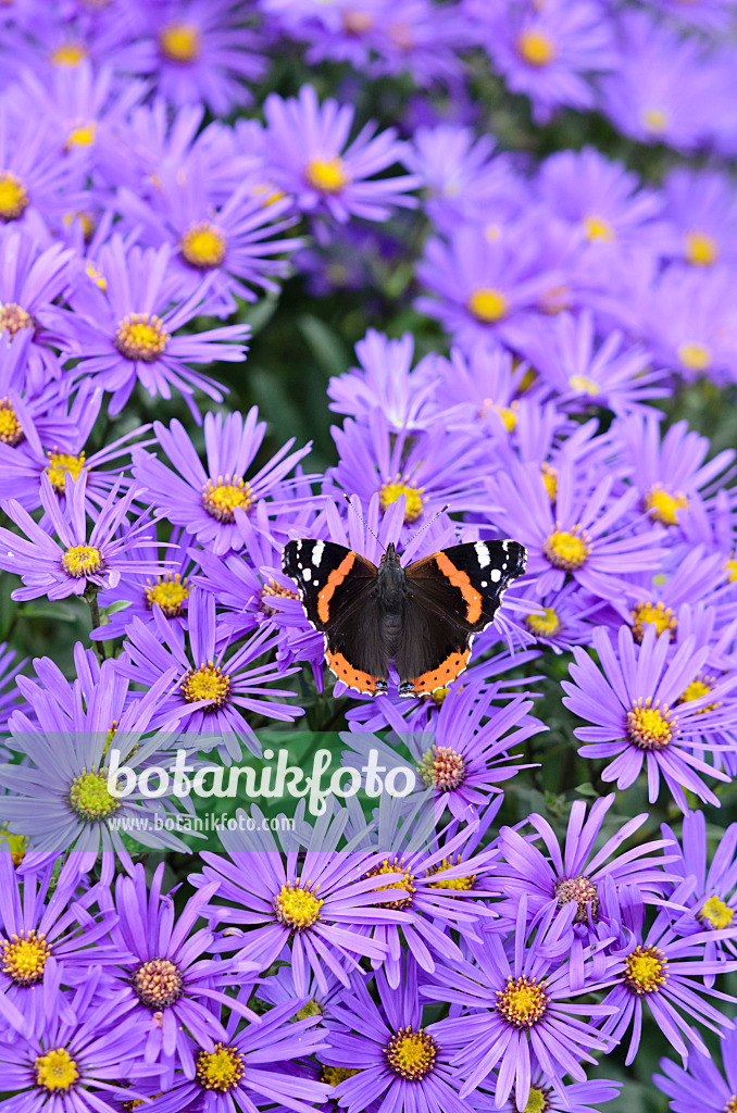 525029 - Red admiral (Vanessa atalanta) and Italian aster (Aster amellus)