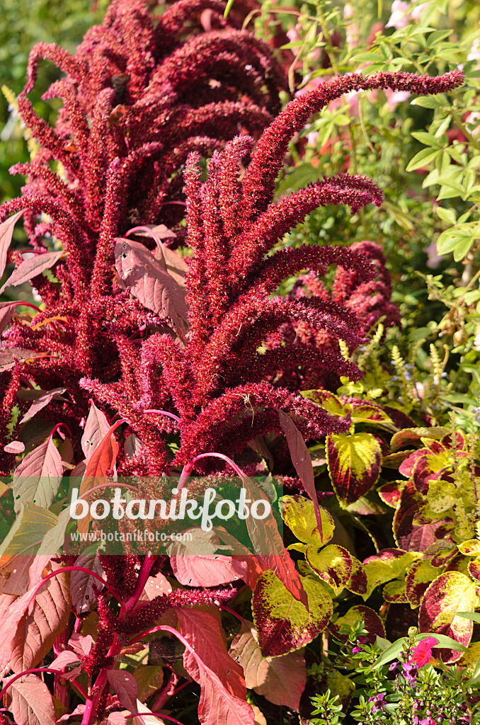 548147 - Red amaranth (Amaranthus cruentus 'Oeschberg')