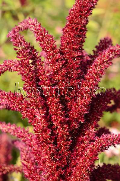 548148 - Red amaranth (Amaranthus cruentus 'Oeschberg')