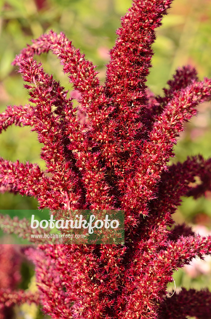 548148 - Red amaranth (Amaranthus cruentus 'Oeschberg')