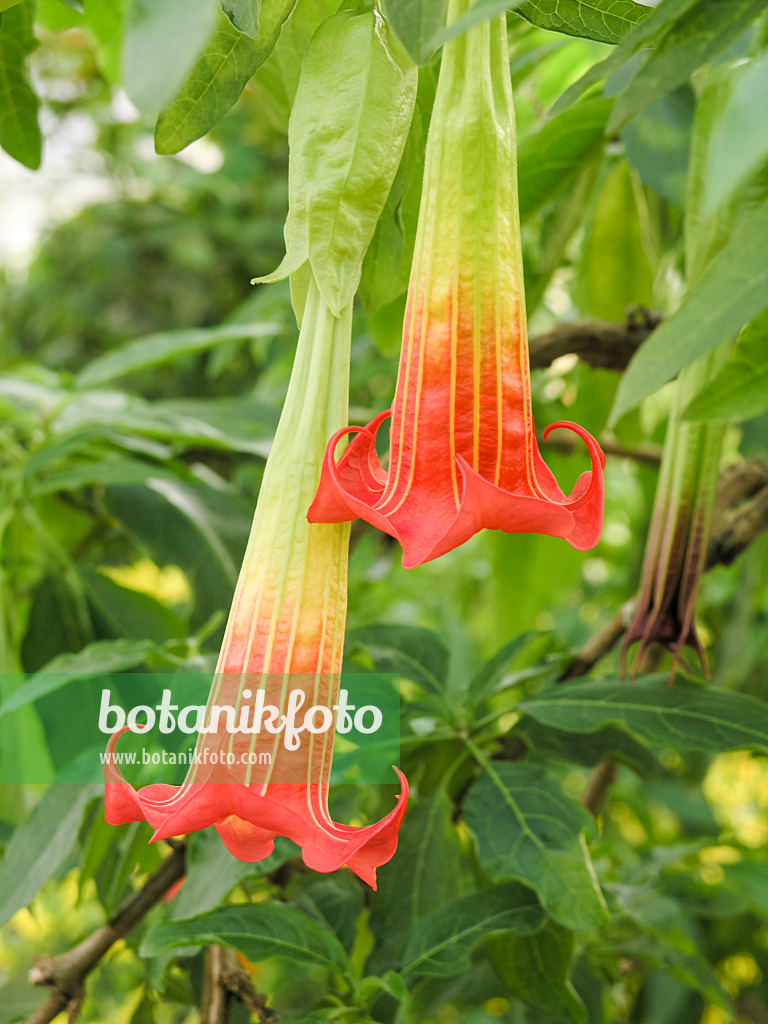 422006 - Red angel's trumpet (Brugmansia sanguinea)