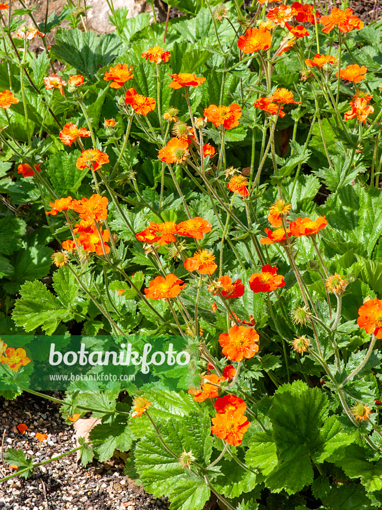 437298 - Red avens (Geum coccineum)