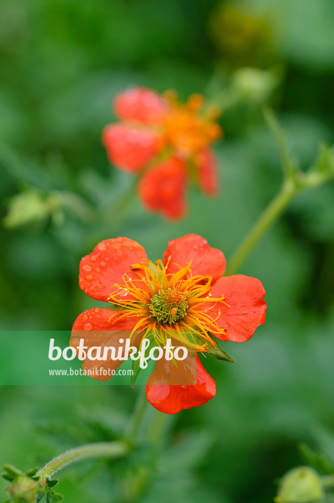 484132 - Red avens (Geum coccineum)