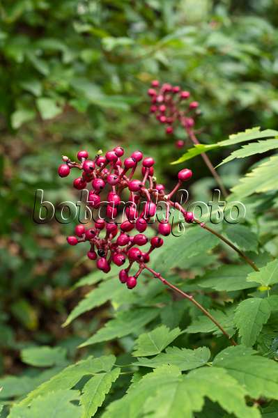 511253 - Red baneberry (Actaea pachypoda 'Rubrocarpa')