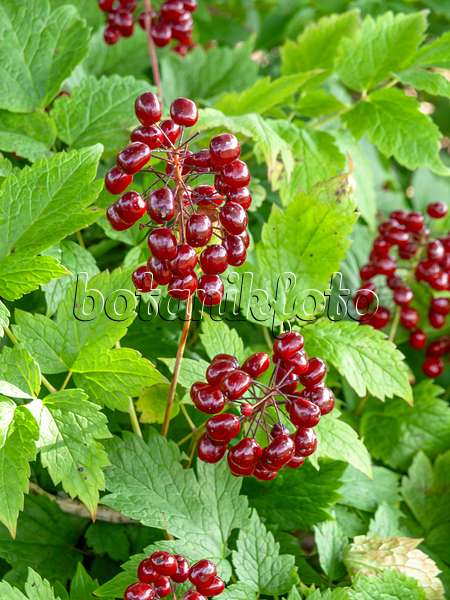 439194 - Red baneberry (Actaea rubra)