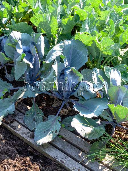439286 - Red cabbage (Brassica oleracea var. capitata f. rubra) and cauliflower (Brassica oleracea var. botrytis)