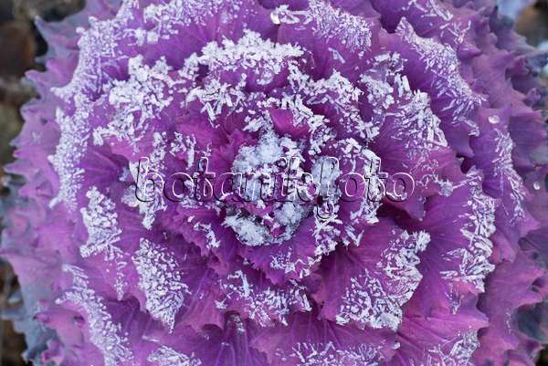 607269 - Red cabbage (Brassica oleracea var. capitata f. rubra) with hoar frost