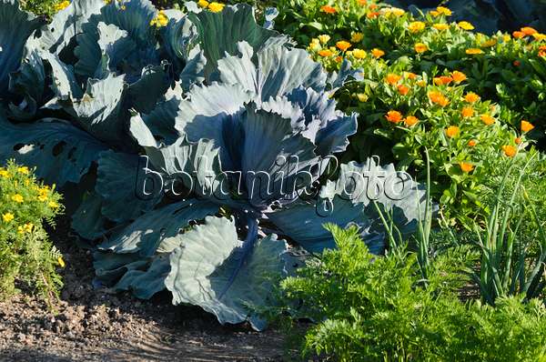 570068 - Red cabbage (Brassica oleracea var. capitata f. rubra) and pot marigold (Calendula officinalis)