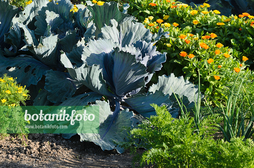 570068 - Red cabbage (Brassica oleracea var. capitata f. rubra) and pot marigold (Calendula officinalis)