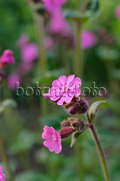 471301 - Red campion (Lychnis dioica syn. Silene dioica)