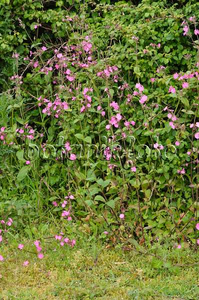 533386 - Red campion (Lychnis dioica syn. Silene dioica)