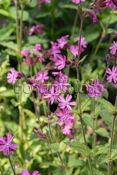 651527 - Red campion (Lychnis dioica syn. Silene dioica)