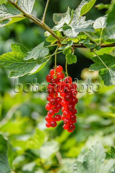 593186 - Red currant (Ribes rubrum 'Heinemanns Rote Spätlese')