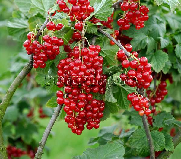 454076 - Red currant (Ribes rubrum 'Herosta')