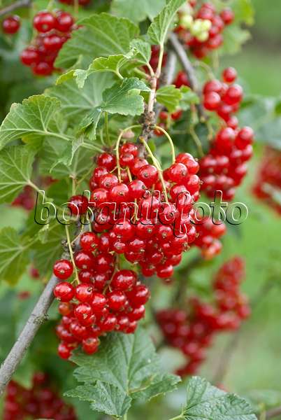 517374 - Red currant (Ribes rubrum 'Herosta')