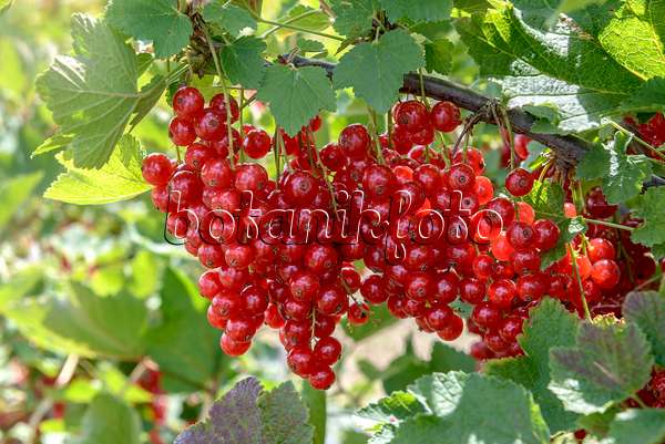 558233 - Red currant (Ribes rubrum 'Rolan')