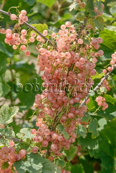 558234 - Red currant (Ribes rubrum 'Rosa Sport')