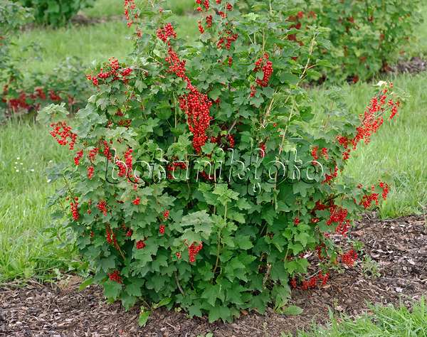 471454 - Red currant (Ribes rubrum 'Rote Versailler')