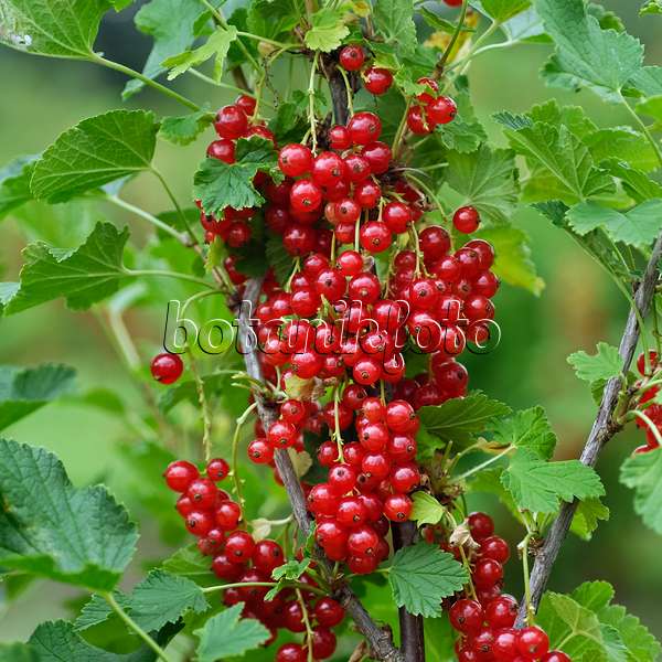 454078 - Red currant (Ribes rubrum 'Rote Vierländer')
