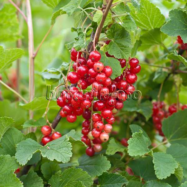 517375 - Red currant (Ribes rubrum 'Rotet')