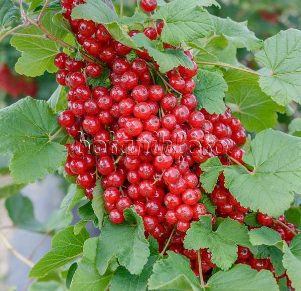 558235 - Red currant (Ribes rubrum 'Rotet')