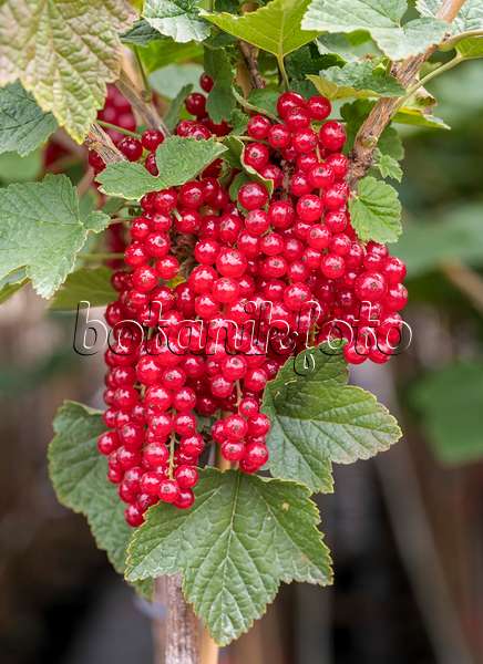 625348 - Red currant (Ribes rubrum 'Rotet')
