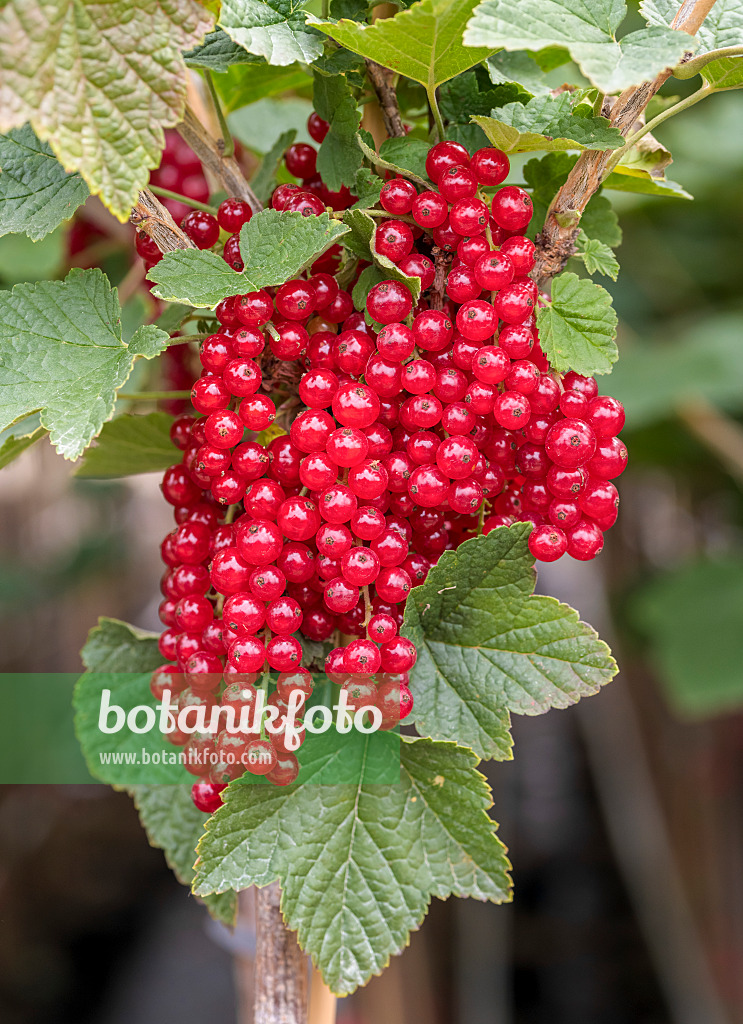 625348 - Red currant (Ribes rubrum 'Rotet')