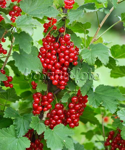 454079 - Red currant (Ribes rubrum 'Utrecht')