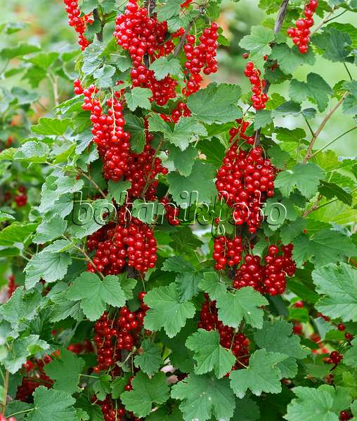 454080 - Red currant (Ribes rubrum 'Utrecht')