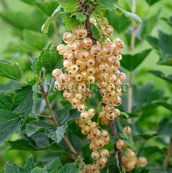 454081 - Red currant (Ribes rubrum 'Weiße Holländische')