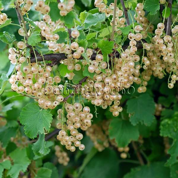 471455 - Red currant (Ribes rubrum 'Weiße Versailler')