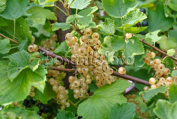 517376 - Red currant (Ribes rubrum 'Zitavia')