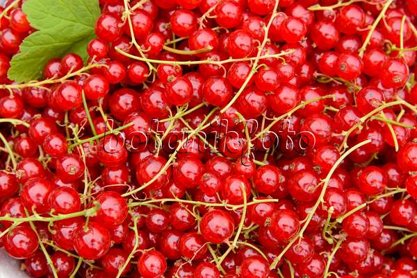558269 - Red currants (Ribes rubrum)