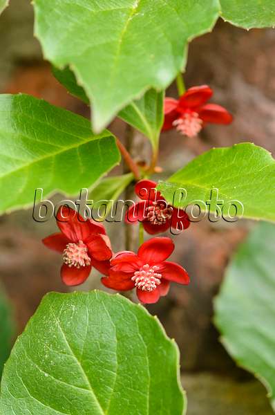 533260 - Red flowered schisandra (Schisandra rubriflora)