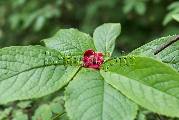 635160 - Red flowered schisandra (Schisandra rubriflora)