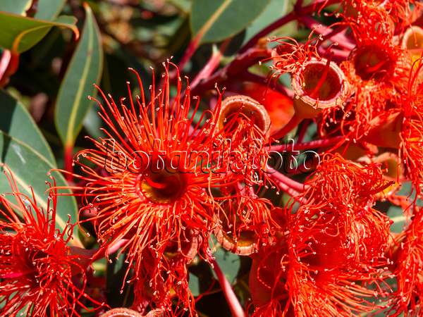 455376 - Red flowering gum (Corymbia ficifolia 'Orange Splendour' syn. Eucalyptus ficifolia 'Orange Splendour')