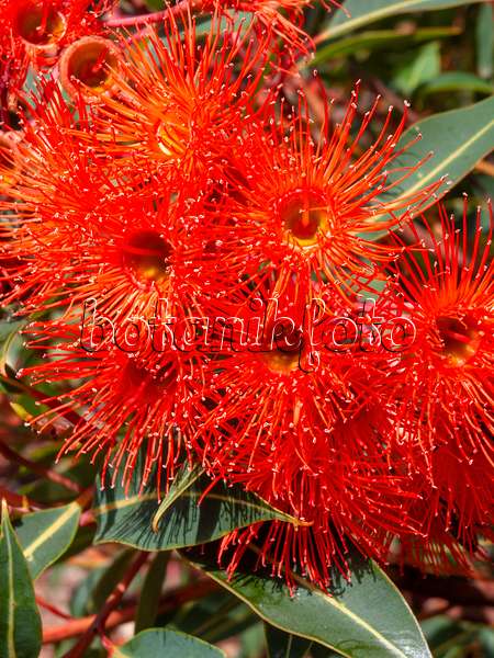 455377 - Red flowering gum (Corymbia ficifolia 'Orange Splendour' syn. Eucalyptus ficifolia 'Orange Splendour')