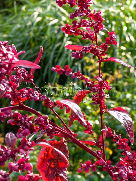 428238 - Red garden orache (Atriplex hortensis var. rubra)