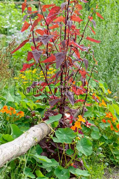 474244 - Red garden orache (Atriplex hortensis var. rubra) and garden nasturtium (Tropaeolum majus)