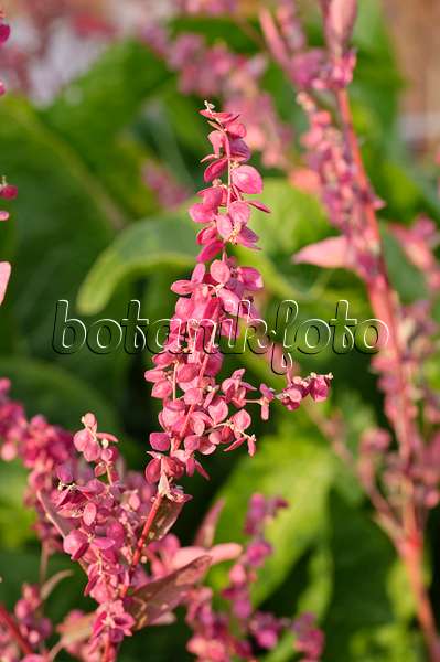 476056 - Red garden orache (Atriplex hortensis var. rubra)